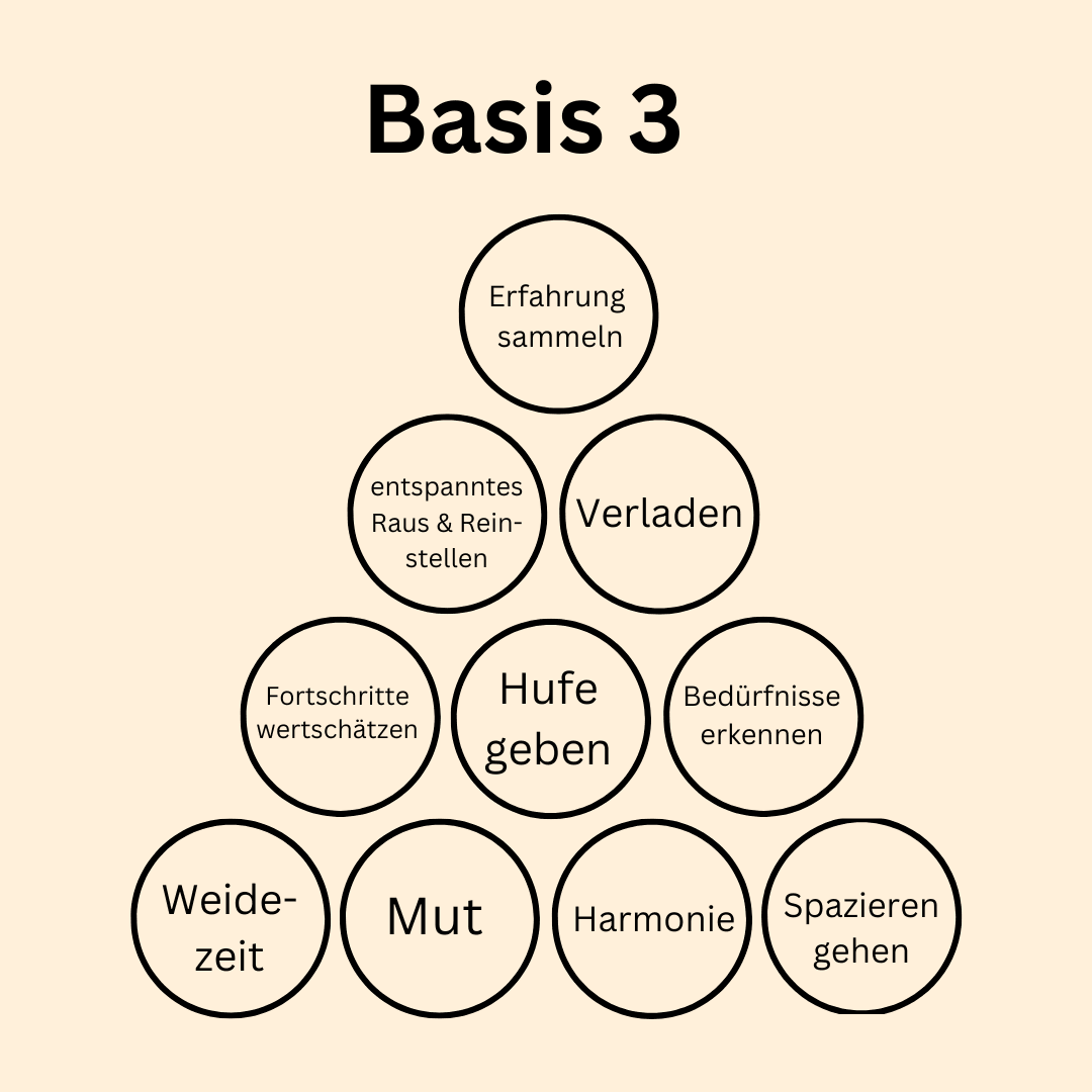 Basis 3